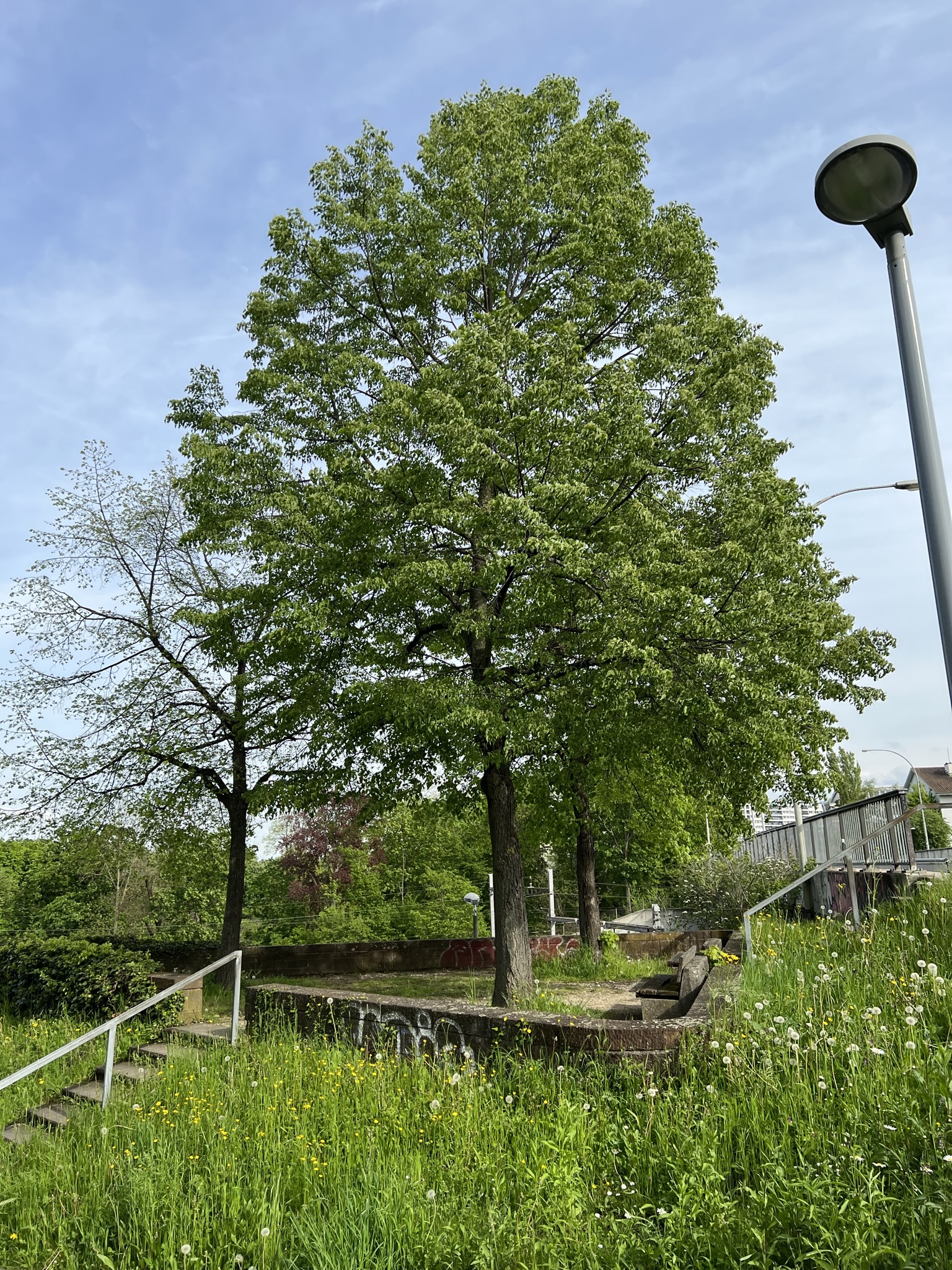 Galgenhügel Galgenhügel